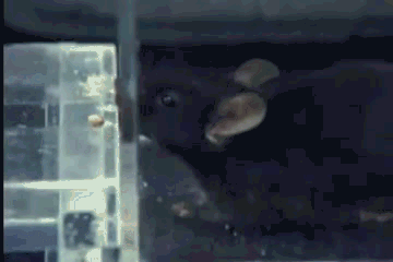 酷炫动图(十四):生物篇