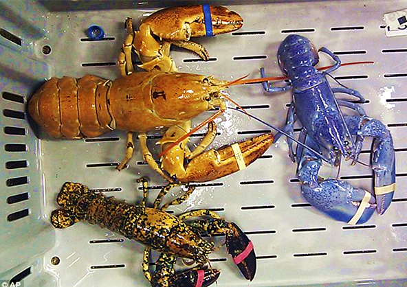 果壳【餐桌物种日历】4月5日 美洲螯龙虾
