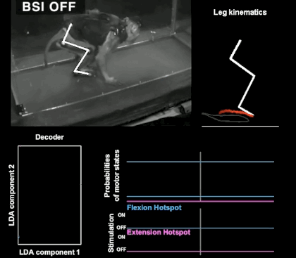 脑机接口:让瘫痪的猴子重新行走!