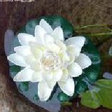 菩提莲花