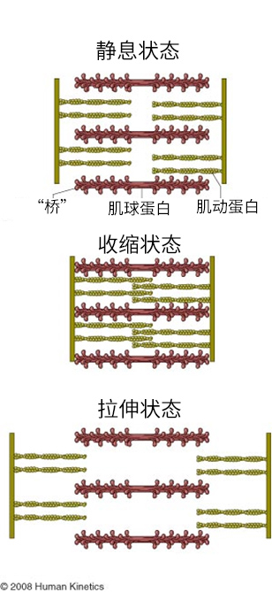 肌肉结构.jpg