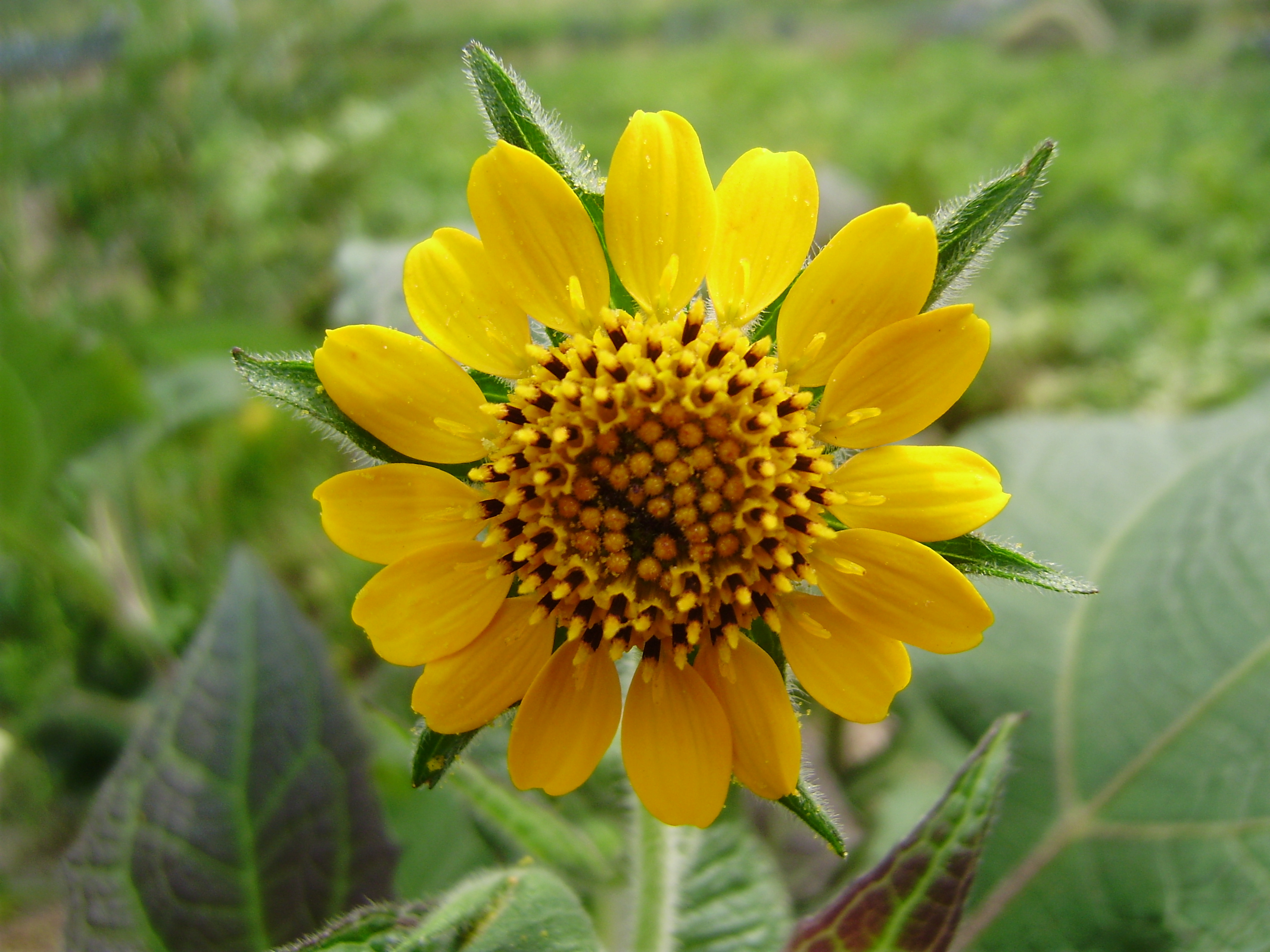 雪莲果实际是菊薯 smallanthus       sonchifolius的地下块根