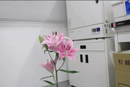 (robobee) ,这种微型飞行机械利用静电原理可以停留在任何平面的底面