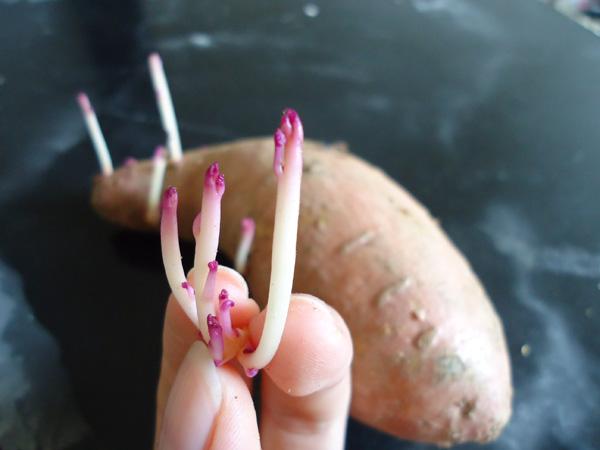 山芋发芽能吃吗 www.guokr.com