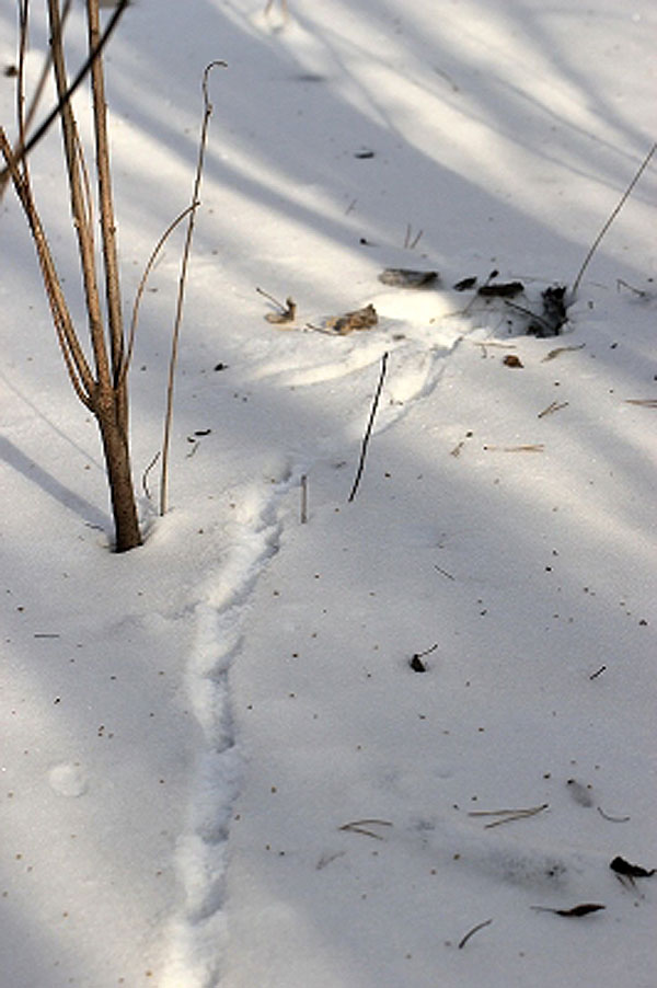 【深雪上的黄鼠狼脚印.