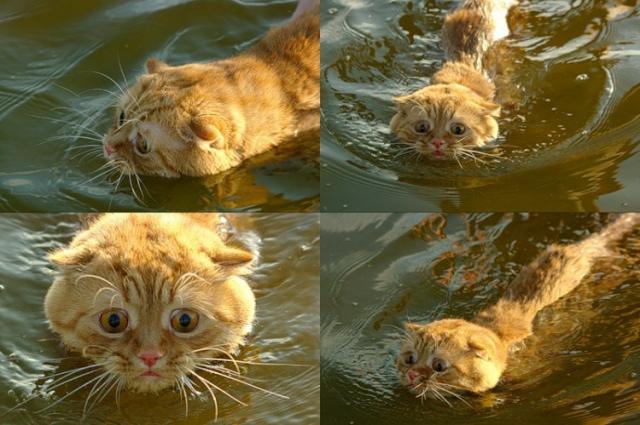趣图集:猫咪和水作斗争