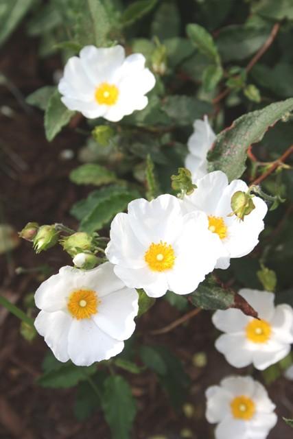 这个名叫 岩蔷薇(cistus)的植物看起来一副人畜无害的样子,但事实上
