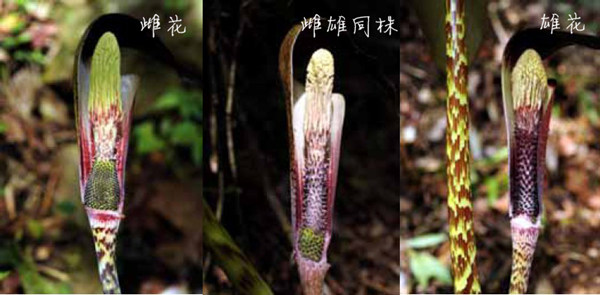 【蓬莱天南星雌花,雄花,雌雄同株的三种形态,其性别转换之飘逸,可见一