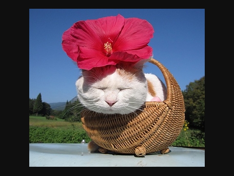 网络上另一只流传甚广的明星猫,日本的 “猫叔”。(图片:group.mtime.com)
