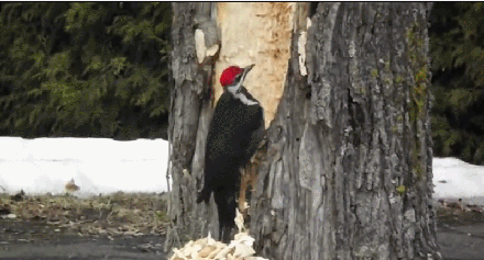 一般情况下,这种啄木鸟会在死去的粗壮树干上挖大洞,在小树上挖树不