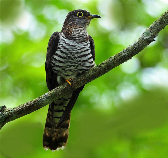 果壳【城市物种日历】1月4日 四声杜鹃