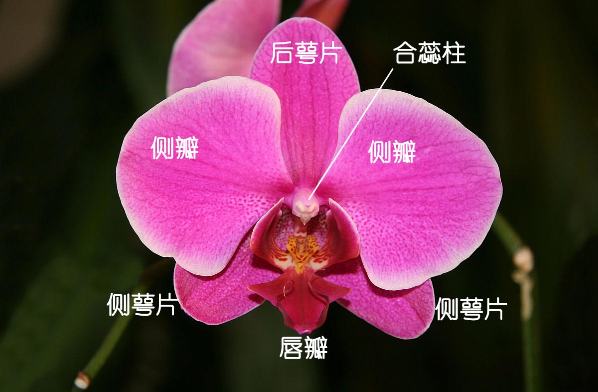 蝴蝶兰的花结构图.图片:arad wikipedia commons