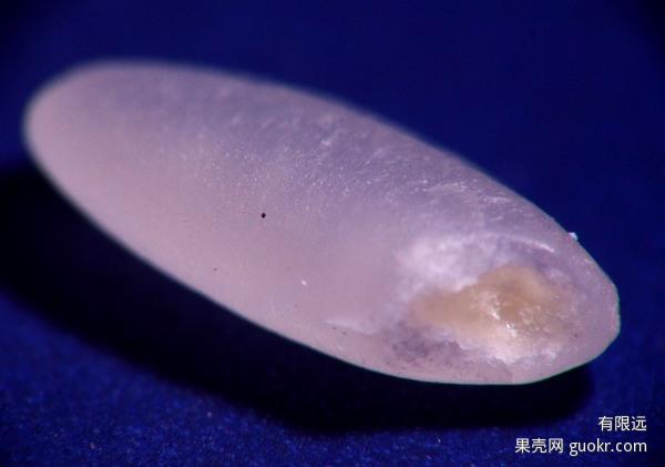 健康的大米 果壳网友“有限远”摄