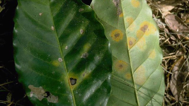 《星际穿越》里的“枯萎病”