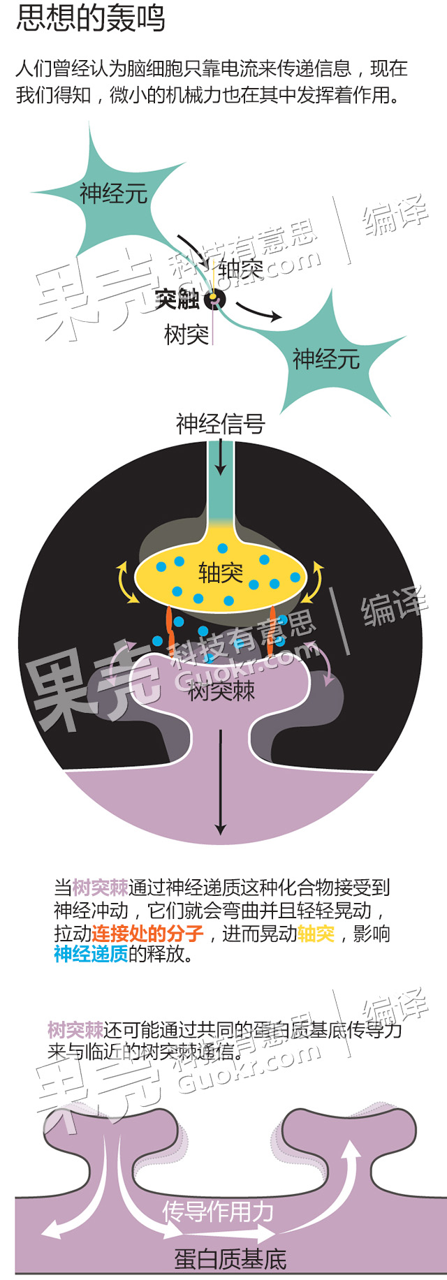 泰勒指出,邻近的树突棘处于同一个基底之上,这种基底由肌动蛋白和一种