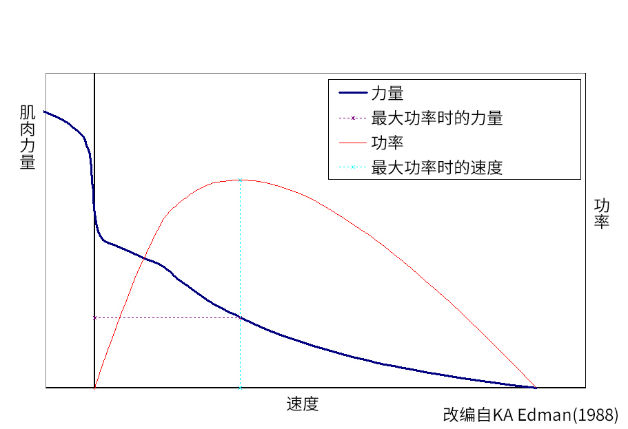 Muscle_Force_Velocity_relationship-chi.jpg